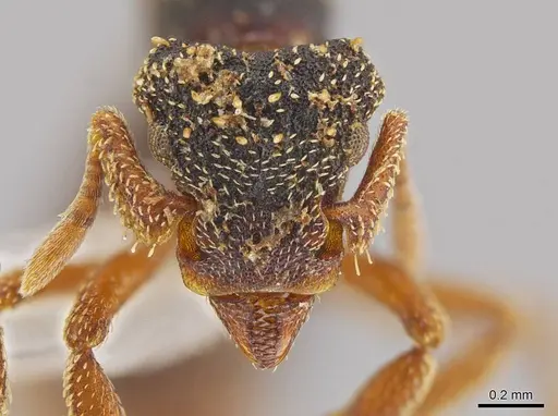 Eurhopalothrix guadeloupensis - CASENT0630318