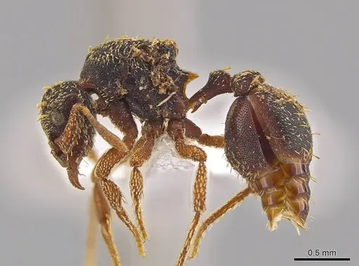 Eurhopalothrix guadeloupensis - CASENT0630318