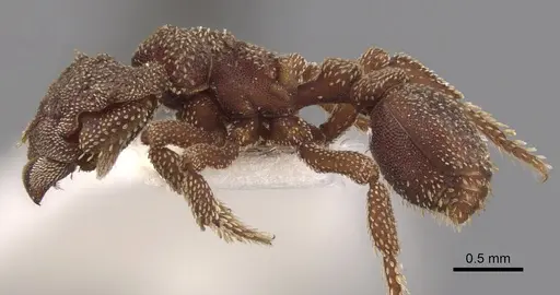 Eurhopalothrix heliscata specimen