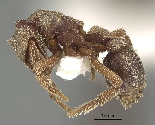 Eurhopalothrix heliscata - CASENT0914901