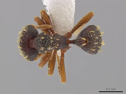 Eurhopalothrix hunhau specimen