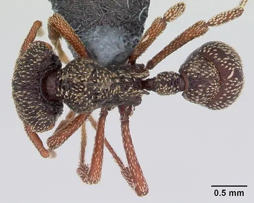 Eurhopalothrix insidiatrix specimen