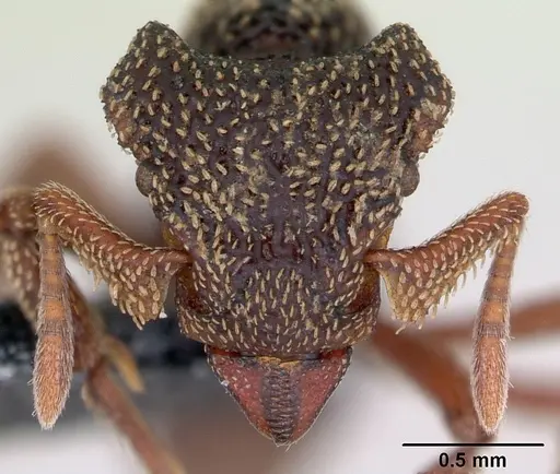 Eurhopalothrix insidiatrix specimen