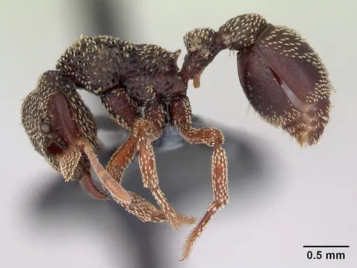 Eurhopalothrix insidiatrix specimen