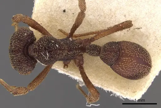 Eurhopalothrix insidiatrix - CASENT0900935