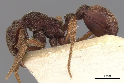 Eurhopalothrix insidiatrix - CASENT0900935