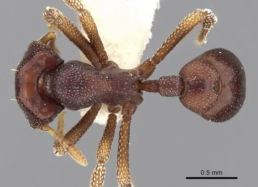 Eurhopalothrix isabellae specimen