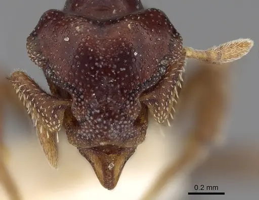 Eurhopalothrix isabellae specimen