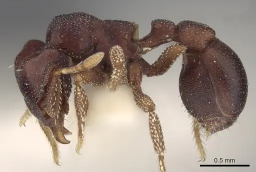 Eurhopalothrix isabellae specimen