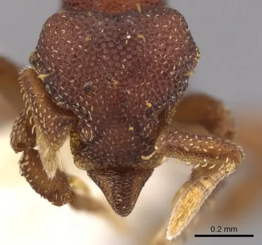 Eurhopalothrix jennya specimen