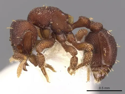 Eurhopalothrix jennya specimen