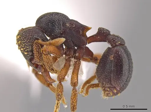 Eurhopalothrix machaquila specimen