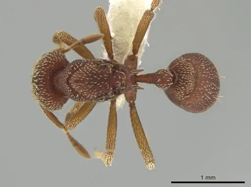 Eurhopalothrix megalops specimen