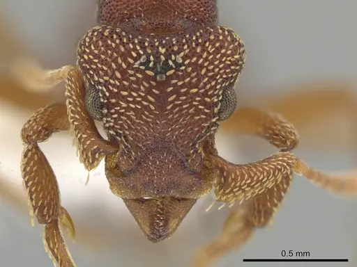 Eurhopalothrix megalops specimen