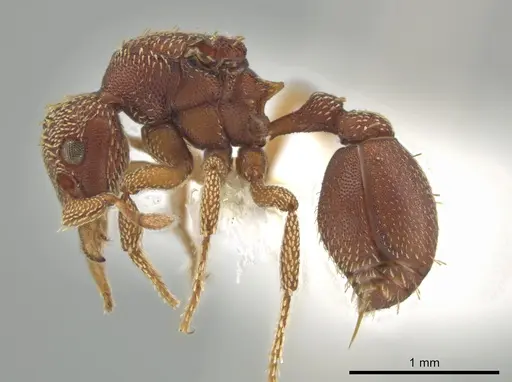 Eurhopalothrix megalops specimen