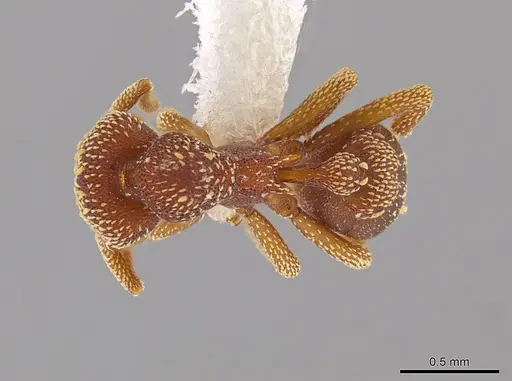 Eurhopalothrix megalops - JTLC000003555