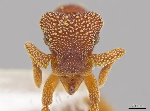 Eurhopalothrix megalops - JTLC000003555