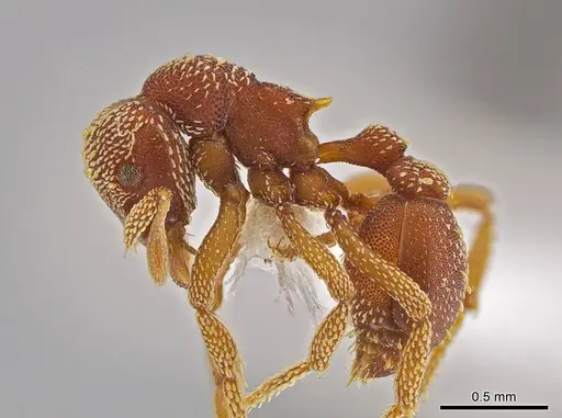 Eurhopalothrix megalops - JTLC000003555