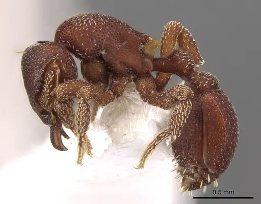 Eurhopalothrix omnivaga specimen