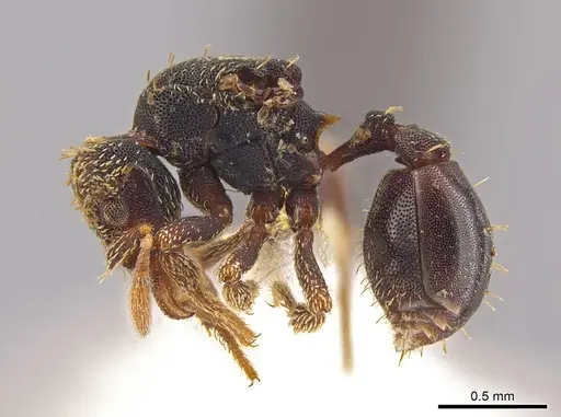 Eurhopalothrix ortizae specimen