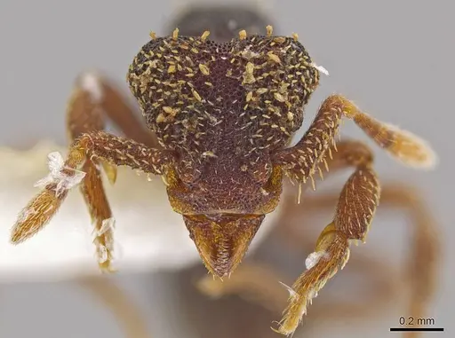 Eurhopalothrix ortizae - INBIOCRI001281342