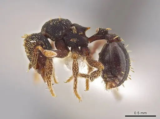 Eurhopalothrix ortizae - INBIOCRI001281342