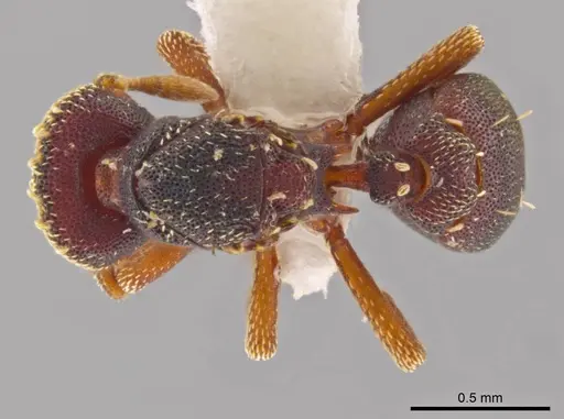 Eurhopalothrix oscillum specimen