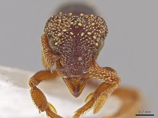 Eurhopalothrix oscillum specimen