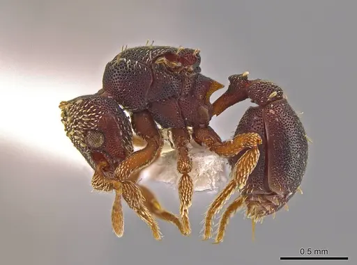 Eurhopalothrix oscillum specimen