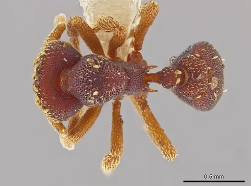 Eurhopalothrix oscillum - INBIOCRI001281403