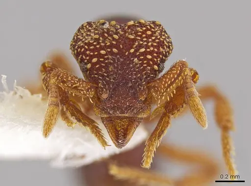 Eurhopalothrix oscillum - INBIOCRI001281403