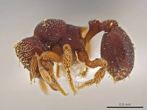 Eurhopalothrix oscillum - INBIOCRI001281403