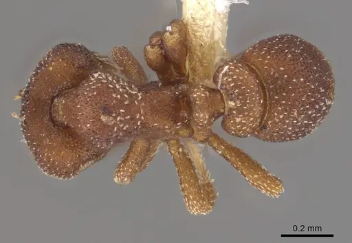 Eurhopalothrix papuana specimen