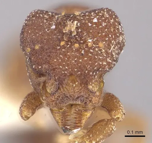 Eurhopalothrix papuana specimen