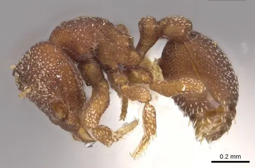 Eurhopalothrix papuana specimen