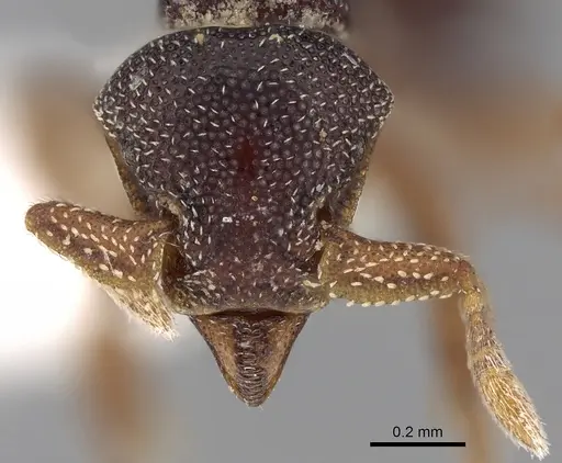 Eurhopalothrix philippina specimen