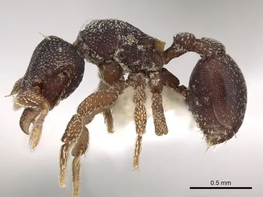 Eurhopalothrix philippina specimen