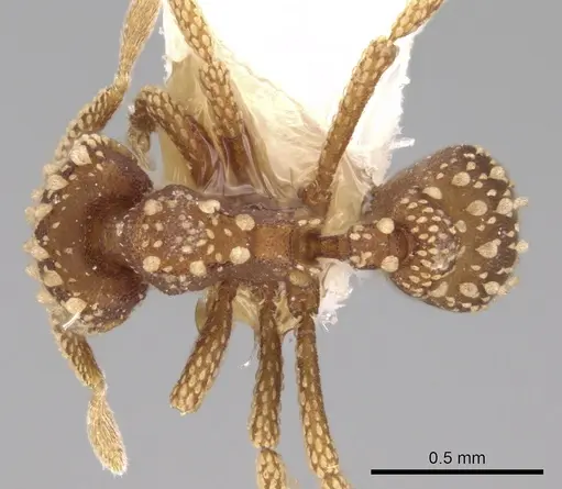 Eurhopalothrix pilulifera specimen