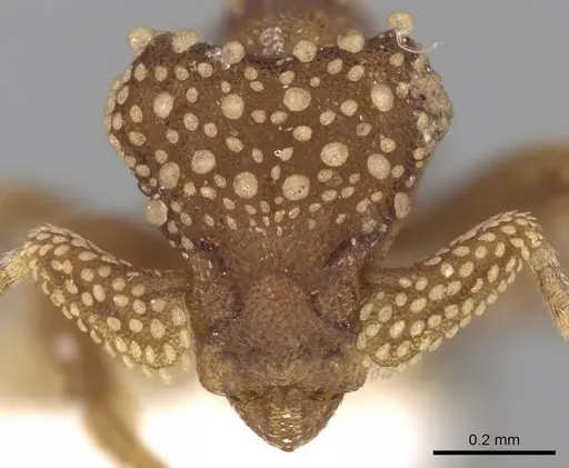 Eurhopalothrix pilulifera specimen