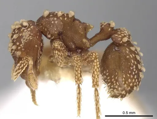 Eurhopalothrix pilulifera specimen