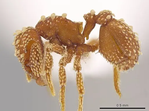 Eurhopalothrix pilulifera - CASENT0618717