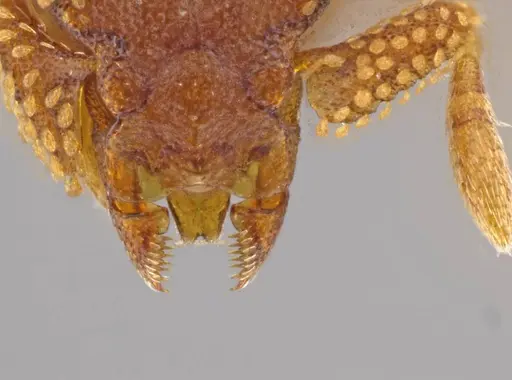 Eurhopalothrix pilulifera - CASENT0636247