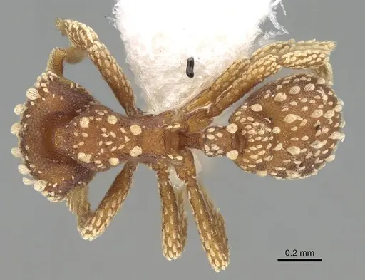 Eurhopalothrix pilulifera - CASENT0914902