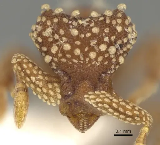 Eurhopalothrix pilulifera - CASENT0914902