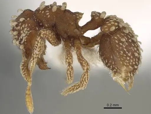 Eurhopalothrix pilulifera - CASENT0914902