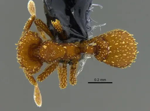 Eurhopalothrix pilulifera - CBUMAGENT41925