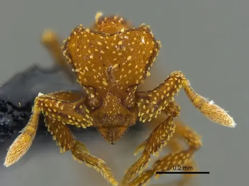 Eurhopalothrix pilulifera - CBUMAGENT41925