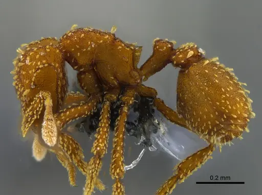 Eurhopalothrix pilulifera - CBUMAGENT41925