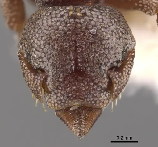 Eurhopalothrix platisquama specimen