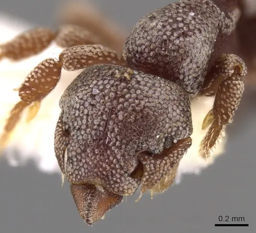 Eurhopalothrix platisquama specimen